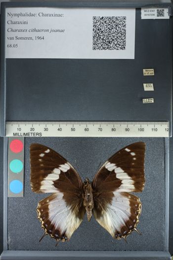 Media type: image;   Entomology 167206
